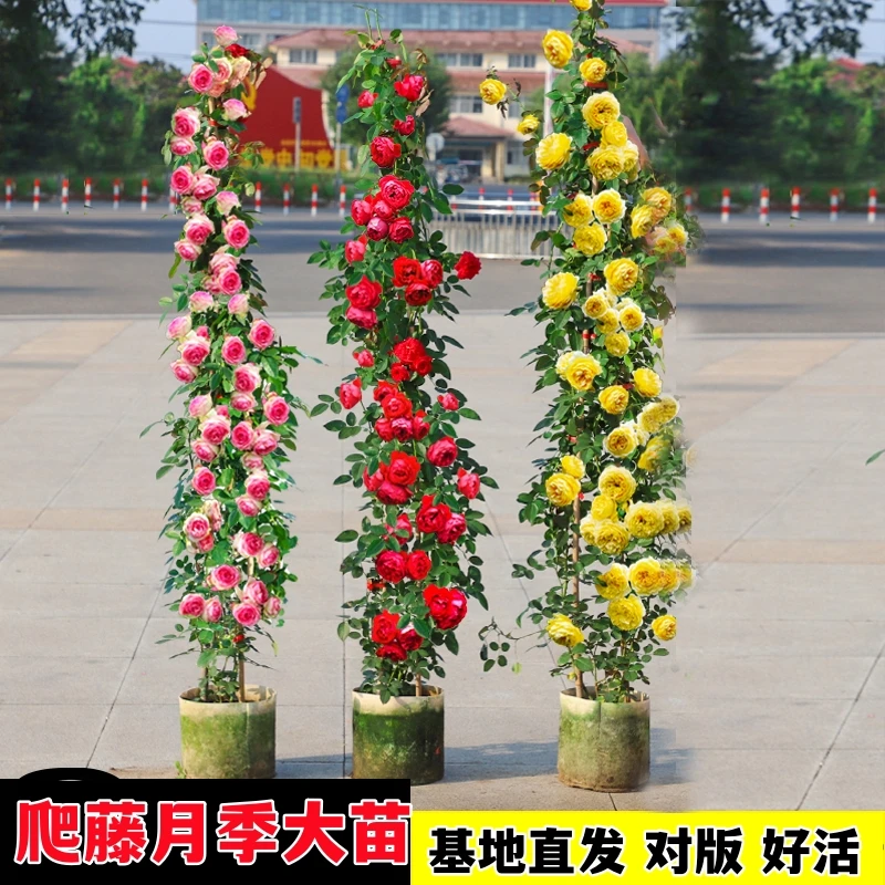 蔷薇花苗藤本月季特大花树庭院爬藤植物阳台花卉玫瑰盆栽四季开花