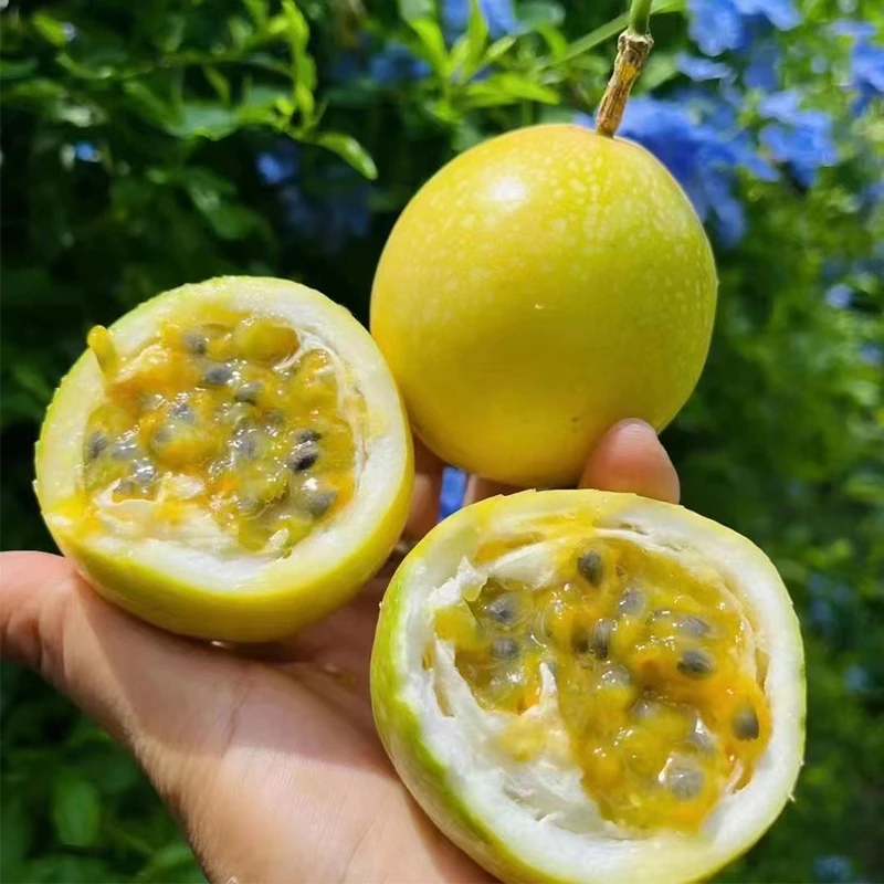 赣南寻乌县黄金百香果装钦蜜9号现摘现发