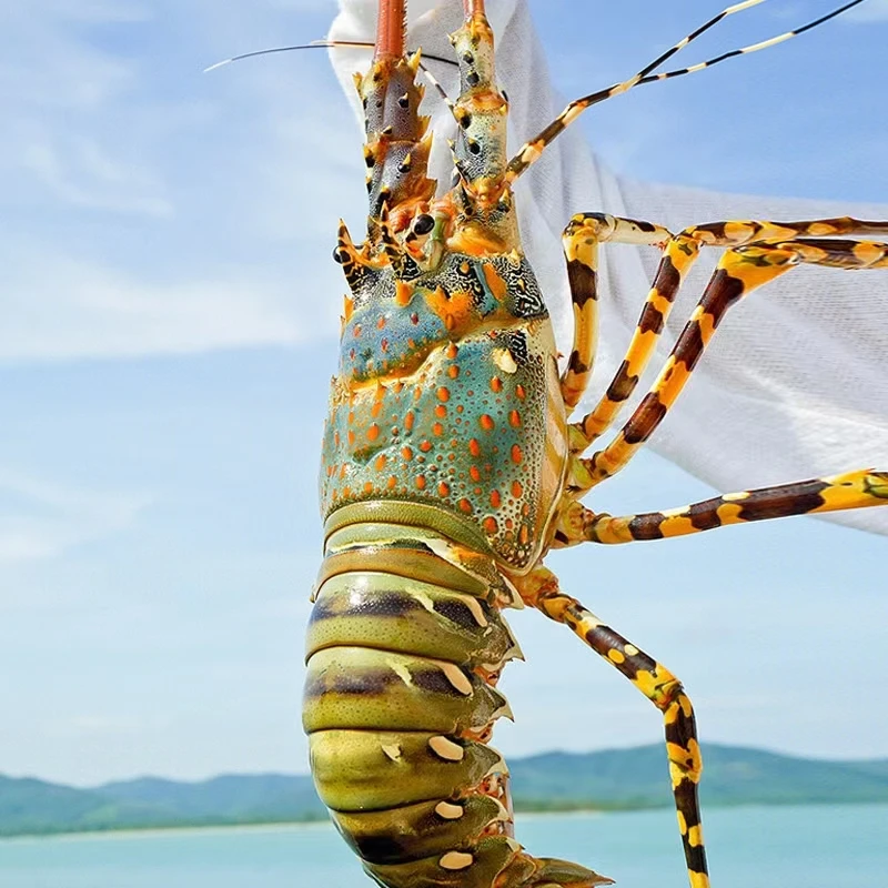 大花龙虾1-1.1斤一只 生猛海鲜 顺丰包邮 活冻发出 坏损包赔