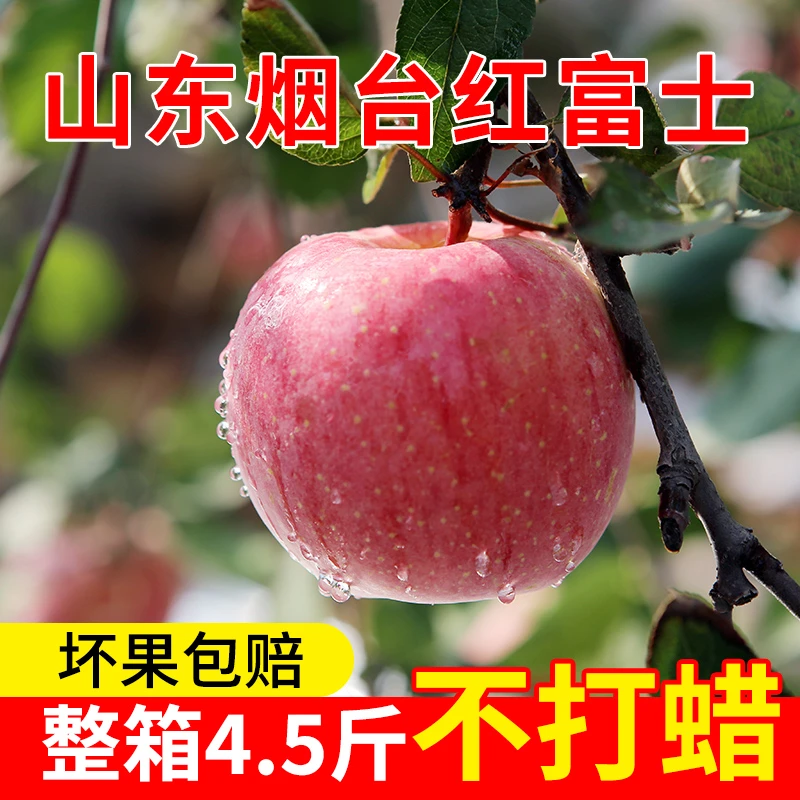 正宗烟台红富士脆甜新鲜水果多汁中果4.5斤