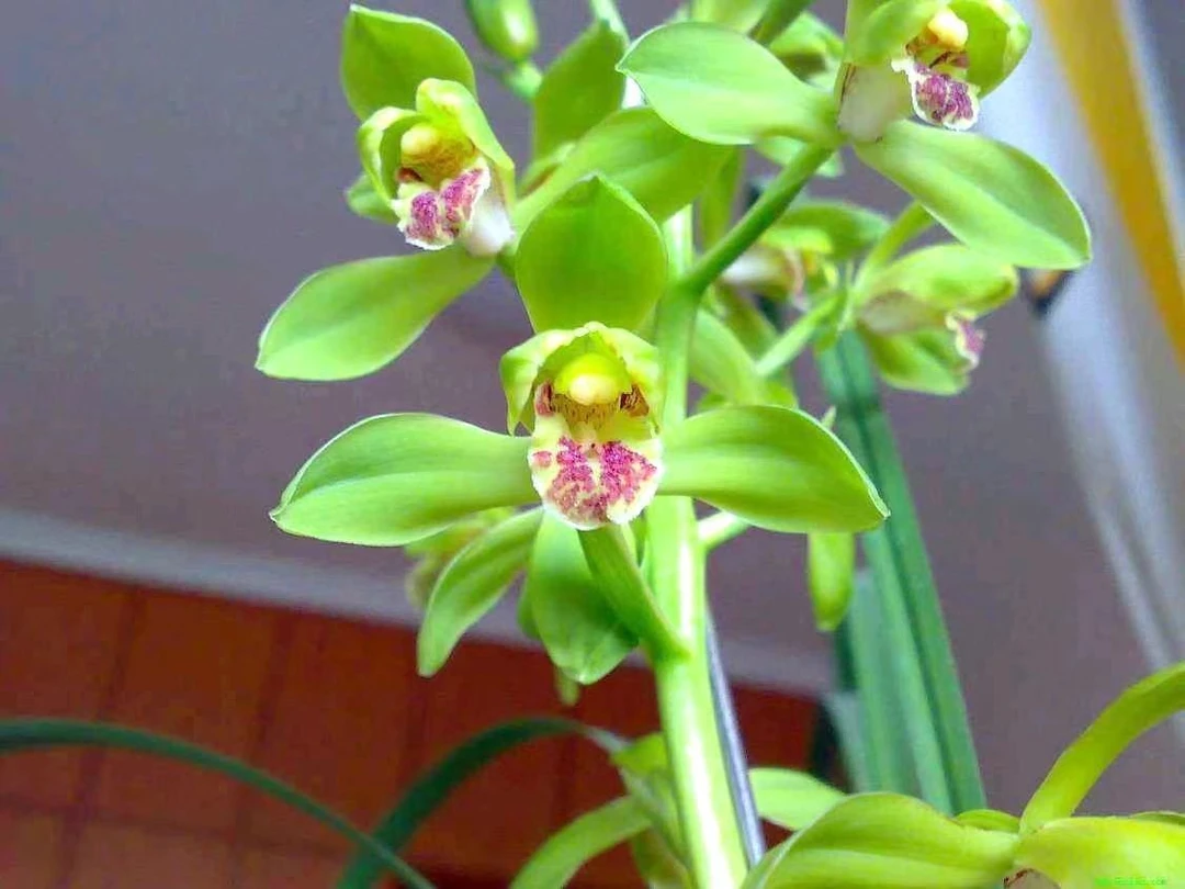 3直播间兰花一物一拍310-450可多拍