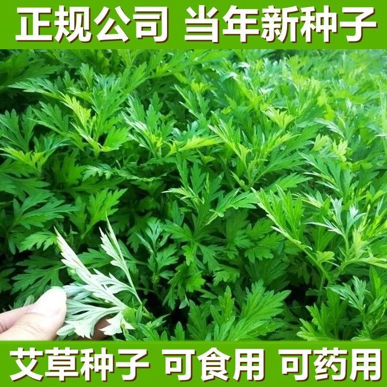 【新店先送3000单】艾草种子食用药用驱蚊草艾叶种籽野生大小叶艾四