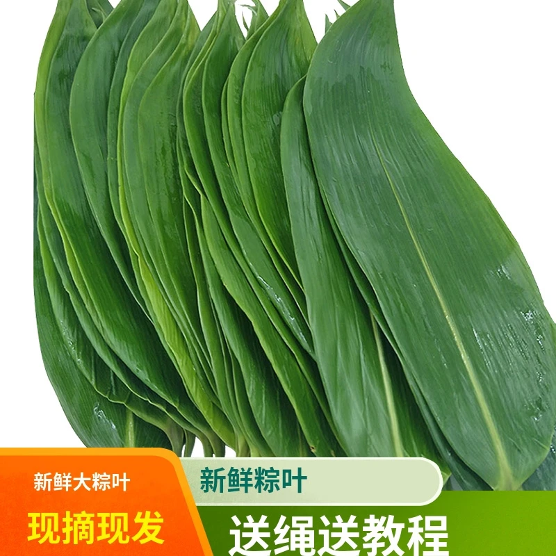 新鲜野生大粽叶现摘粽粑叶免邮真空鲜粽叶子包粽子的绿植物干叶子