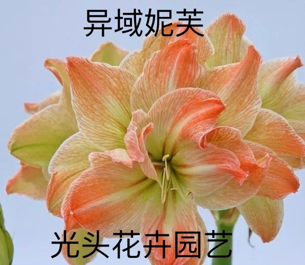 朱顶红国产自然球（异域妮芙）直径4公分 只包对版 不包后期养护