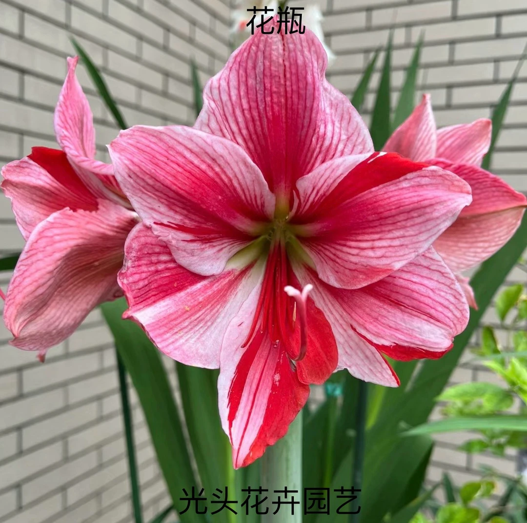 朱顶红国产自然球（花瓶）直径3-4公分 只包对版 不包后期养护