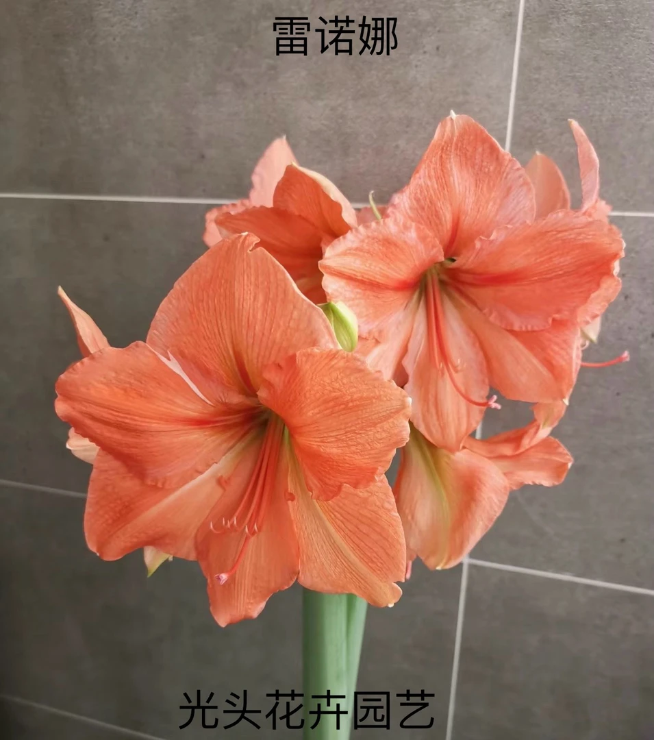 朱顶红国产自然球（雷诺娜）直径3+公分 只包对版 不包后期养护