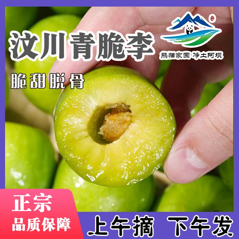 【净土阿坝】正宗汶川青脆李成熟酸甜多汁产地爽口果园品质种植