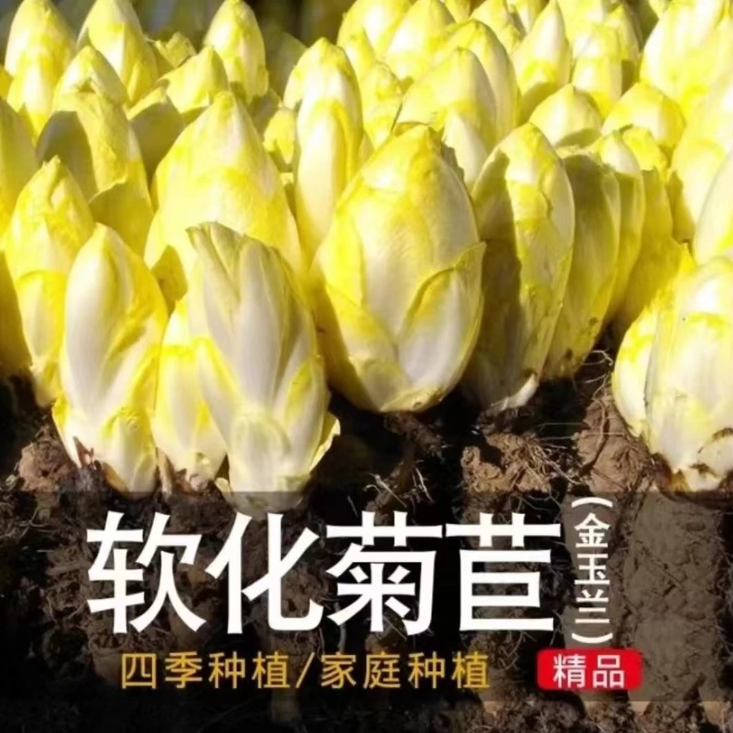 [金玉兰菜种子]家庭阳台盆栽地栽软化菊苣蔬菜种子四季种植营养