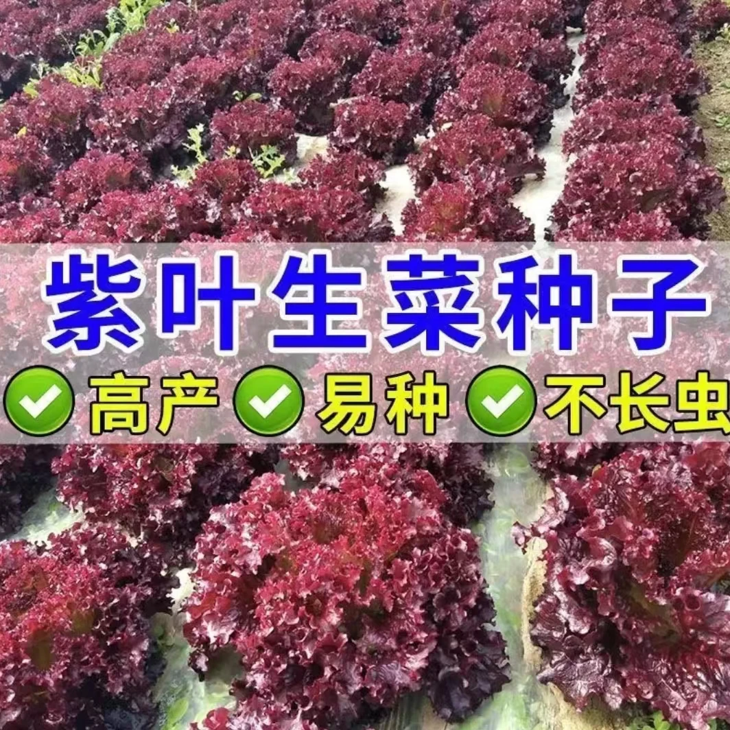 [紫叶生菜种子]家庭小院阳台花盆盆栽地栽四季蔬菜种子