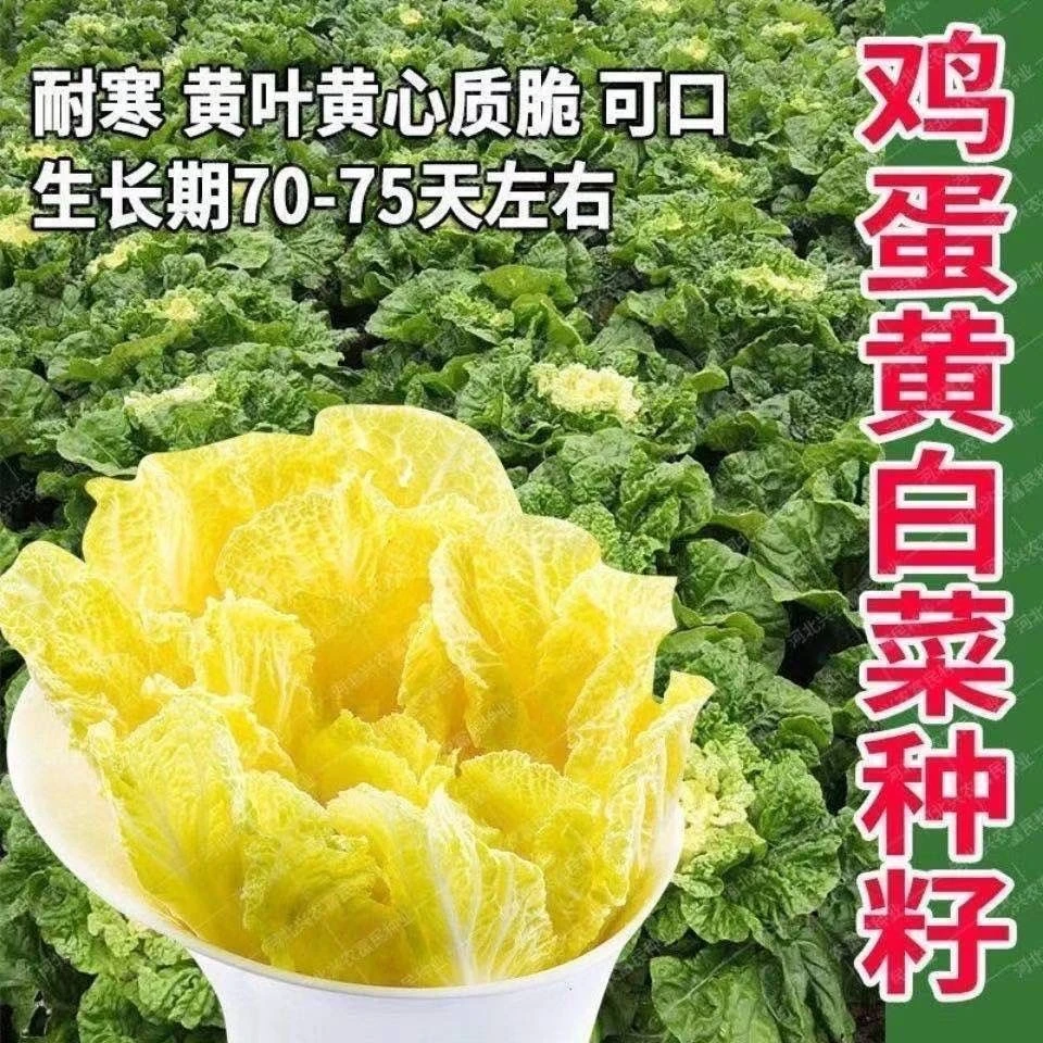 鸡蛋黄奶油大白菜种子真好吃黄心快菜籽农家田园夏秋四季播蔬菜孑