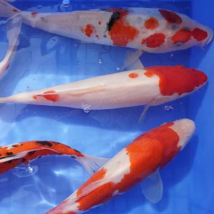 15公分3条 红白  大正锦鲤