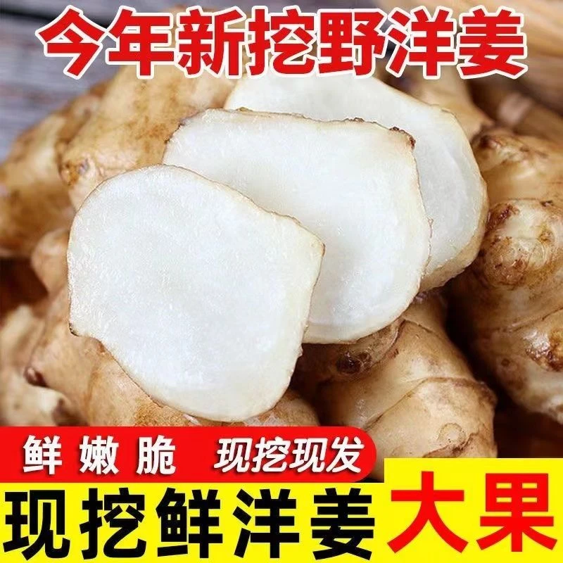 【超值9斤】洋姜新鲜现挖鬼子姜野生菊芋腌制蔬菜地姜5斤2斤1斤批发