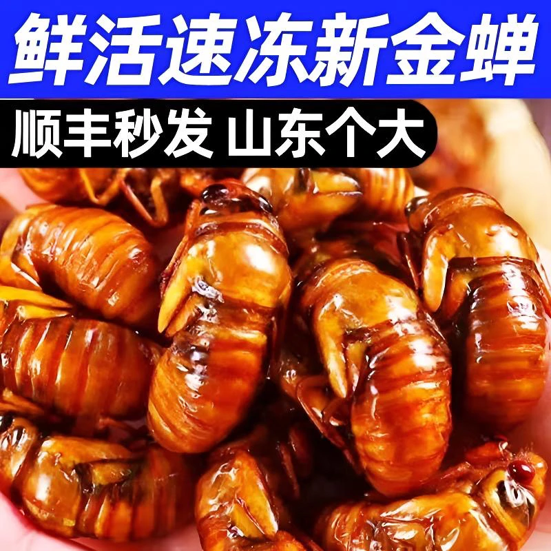 山东知了猴爬叉节流龟 爬爬  青岛发货当天现抓鲜活速冻
