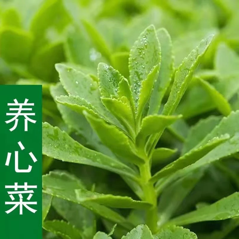 今年新种养心菜高钙救心菜种子健康保健可食用野菜种特色蔬菜种籽