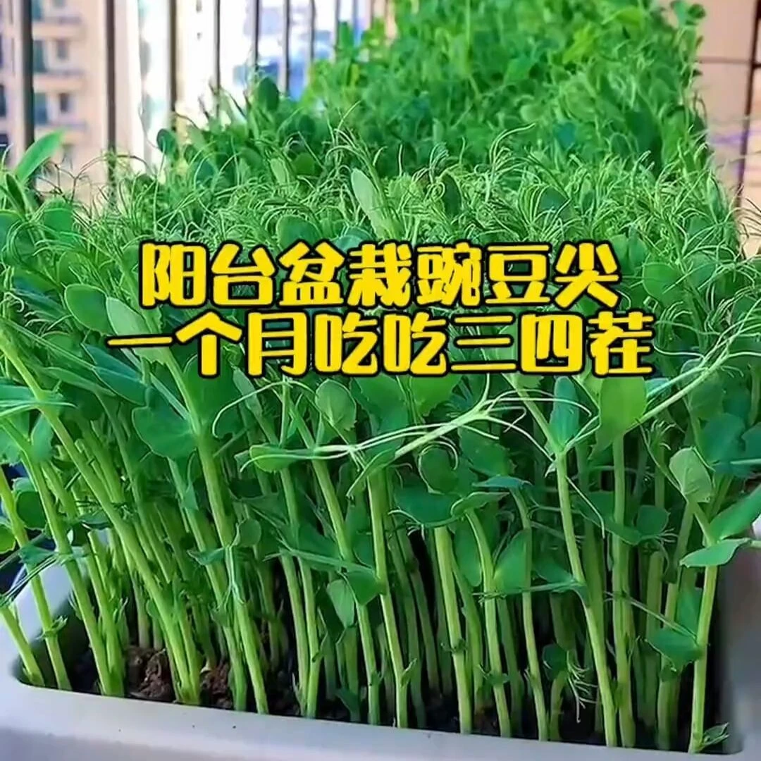 【80万+人好评】豌豆苗种子特大豌豆尖水培荷兰豆芽蔬菜种子盆栽