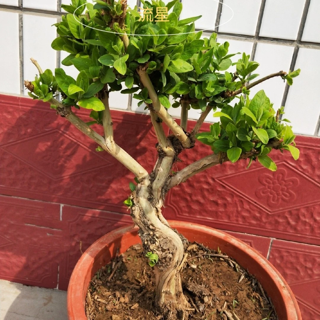 金银花盆景  金银花老桩盆栽地栽  室内室外均可 四季金银花精品