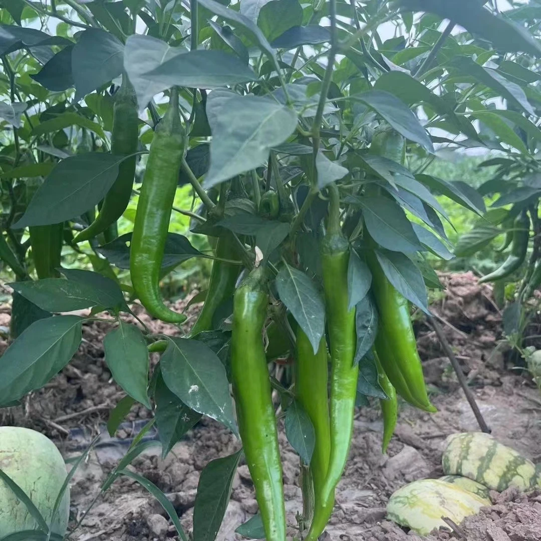 河南土辣椒牛角椒虎皮辣椒新鲜采摘微辣中辣