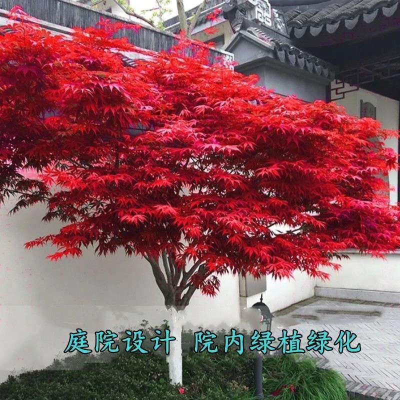 红枫树苗日本红枫中国红枫三季红黄金枫羽毛枫盆栽地栽庭院绿化