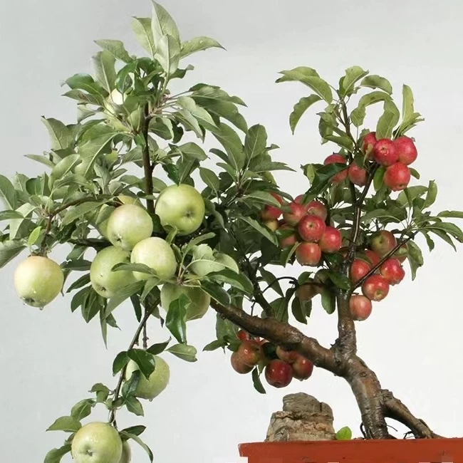 多色元帅+红色恋人双品种植物盆栽