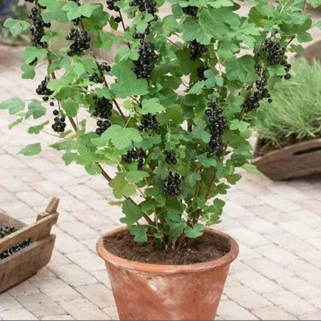 黑嘉沦不爬藤花园植物