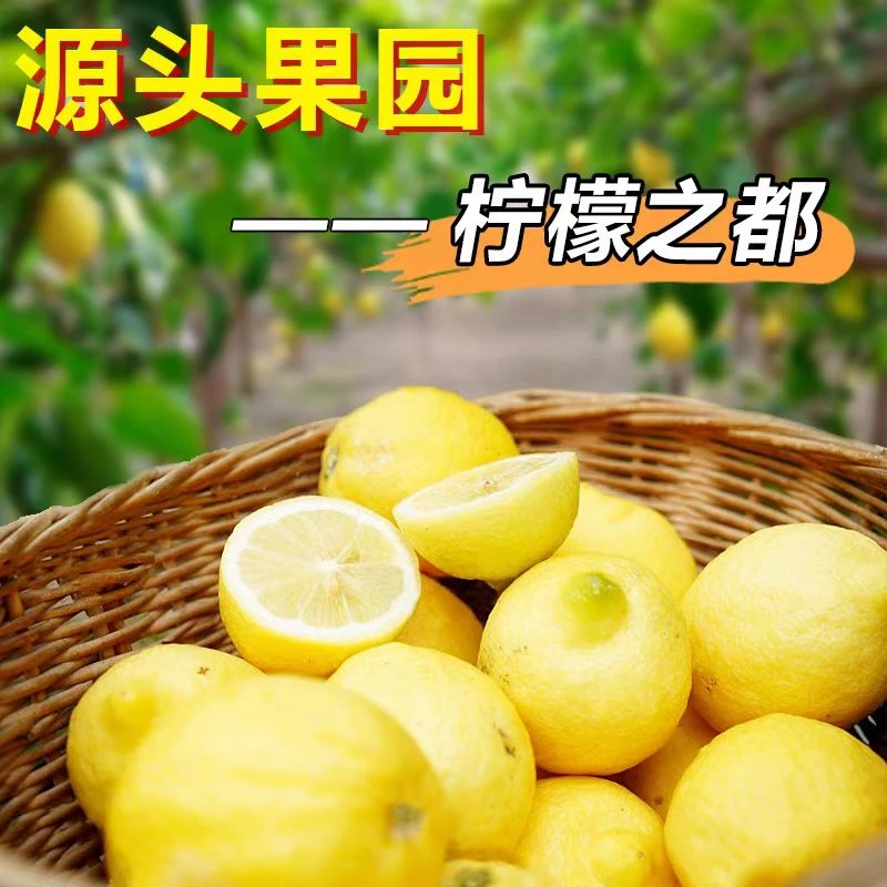【四川安岳黄柠檬】新鲜水果皮薄多汁柠檬香气浓郁果香冲泡