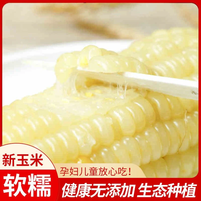 正宗东北白糯玉米粘糯玉米代餐粘玉米方便速食粗粮早餐玉米8/10支