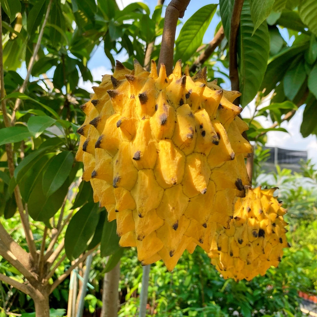 黄龙释迦嫁接苗新品种释迦花园植物