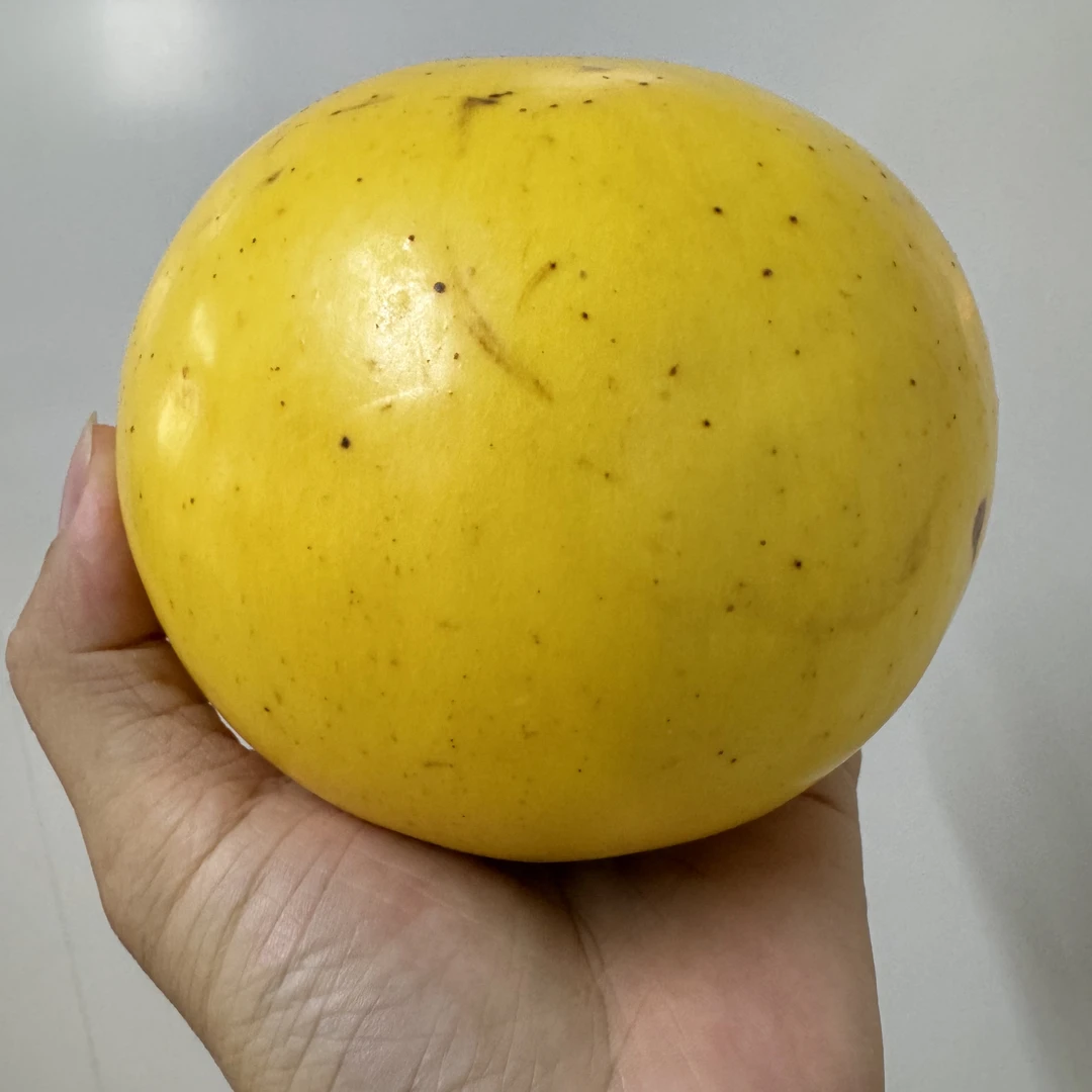 熊赞黄晶果靠接苗