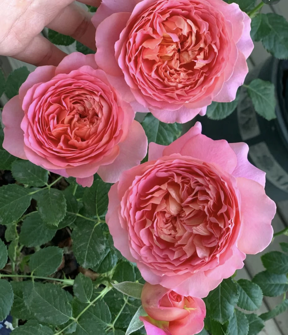 玫瑰半岛 米歇尔翁弗雷 重瓣多头丰花灌木月季