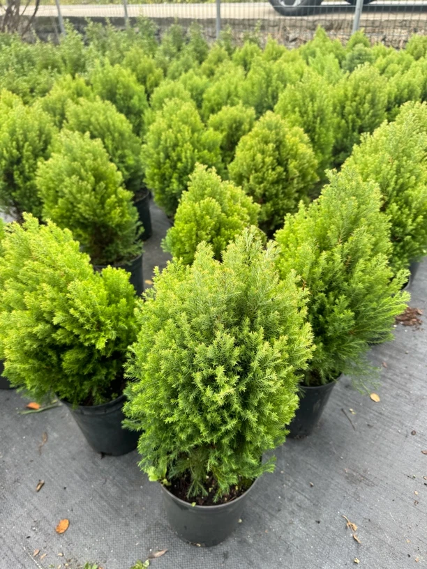 玫瑰半岛 蓝湖柏 蓝色波尔瓦 四季常青针叶耐寒花园易养植物