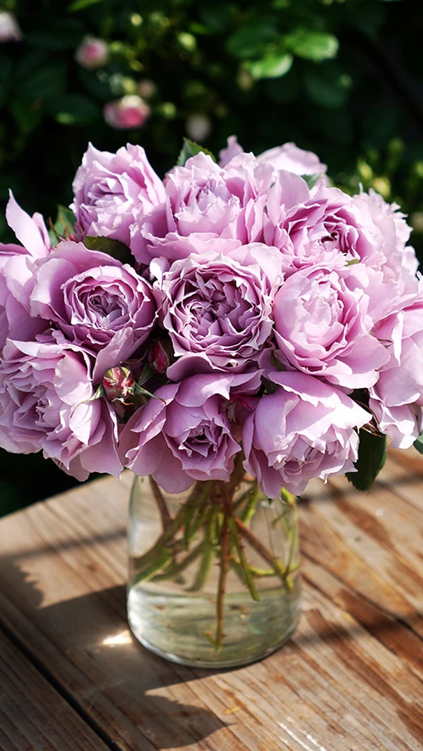 玫瑰半岛 新品 幻紫 蓝紫色耐热美人尖丰花灌木月季