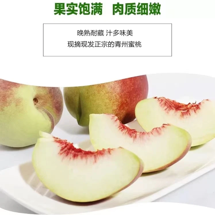 青州蜜桃脆甜桃子新鲜冬雪蜜桃水果青毛桃水蜜桃山东毛桃秋桃冬桃