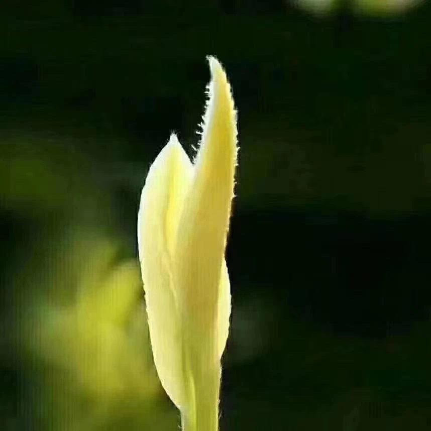 【早春大熊猫皇金芽A7】2024春季奶香味皇金芽图采柔和精品罐装