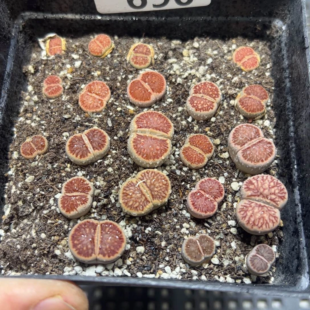 【闪购商品】 690。