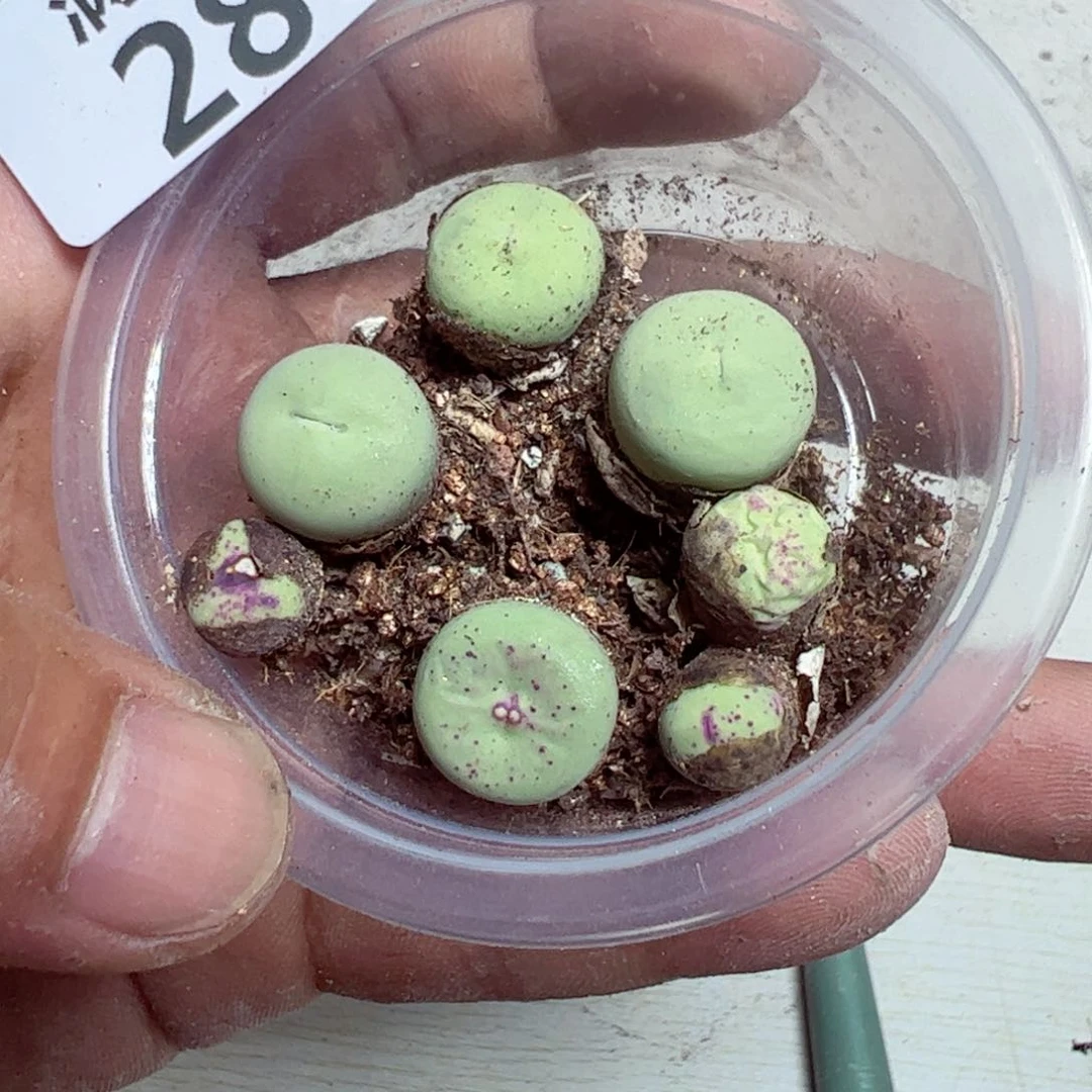 【闪购商品】 280。