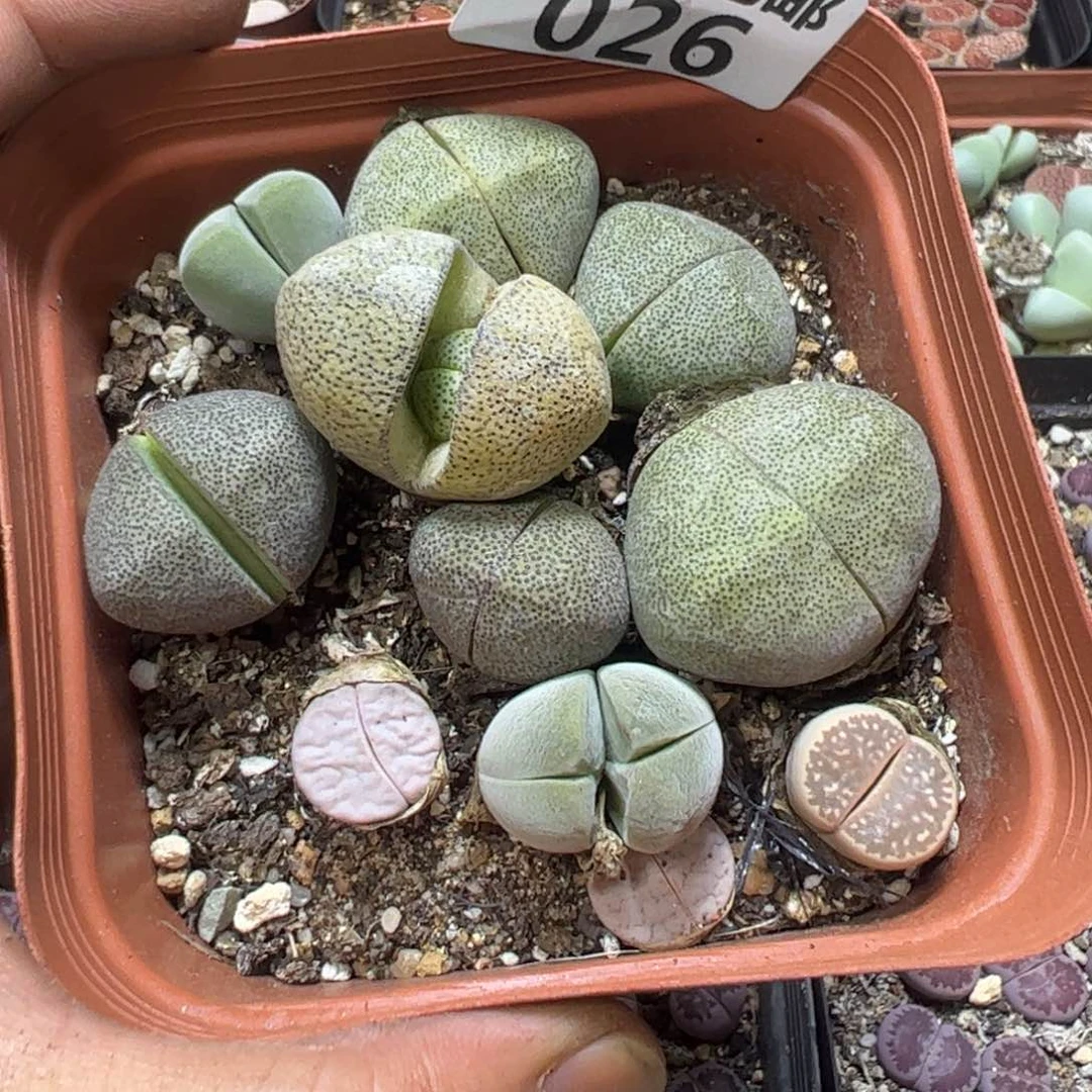 【闪购商品】 026。