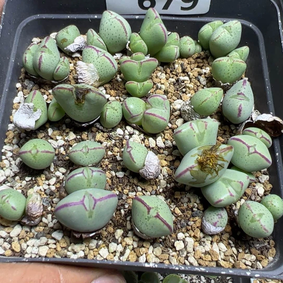 【闪购商品】 679。