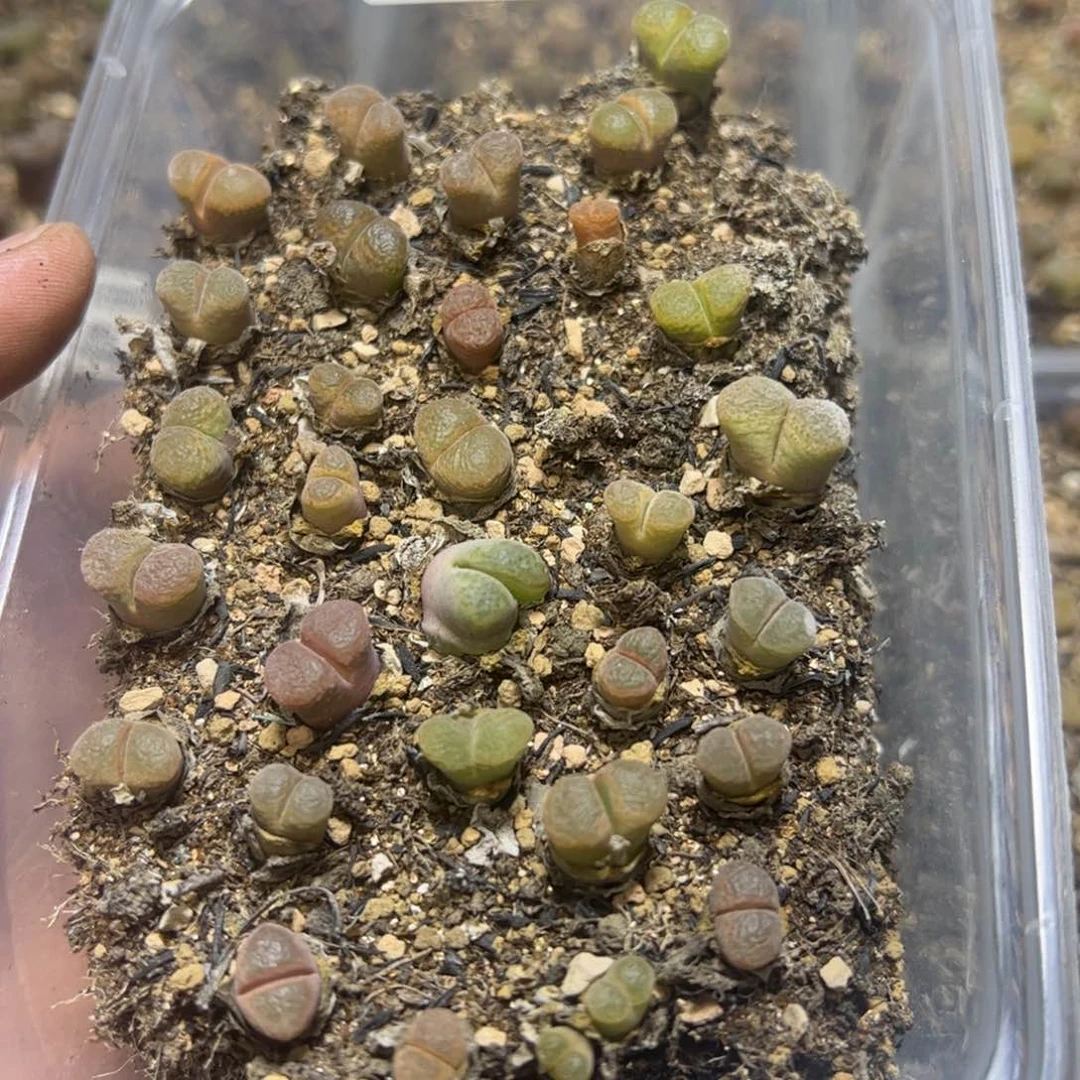 【闪购商品】 795。