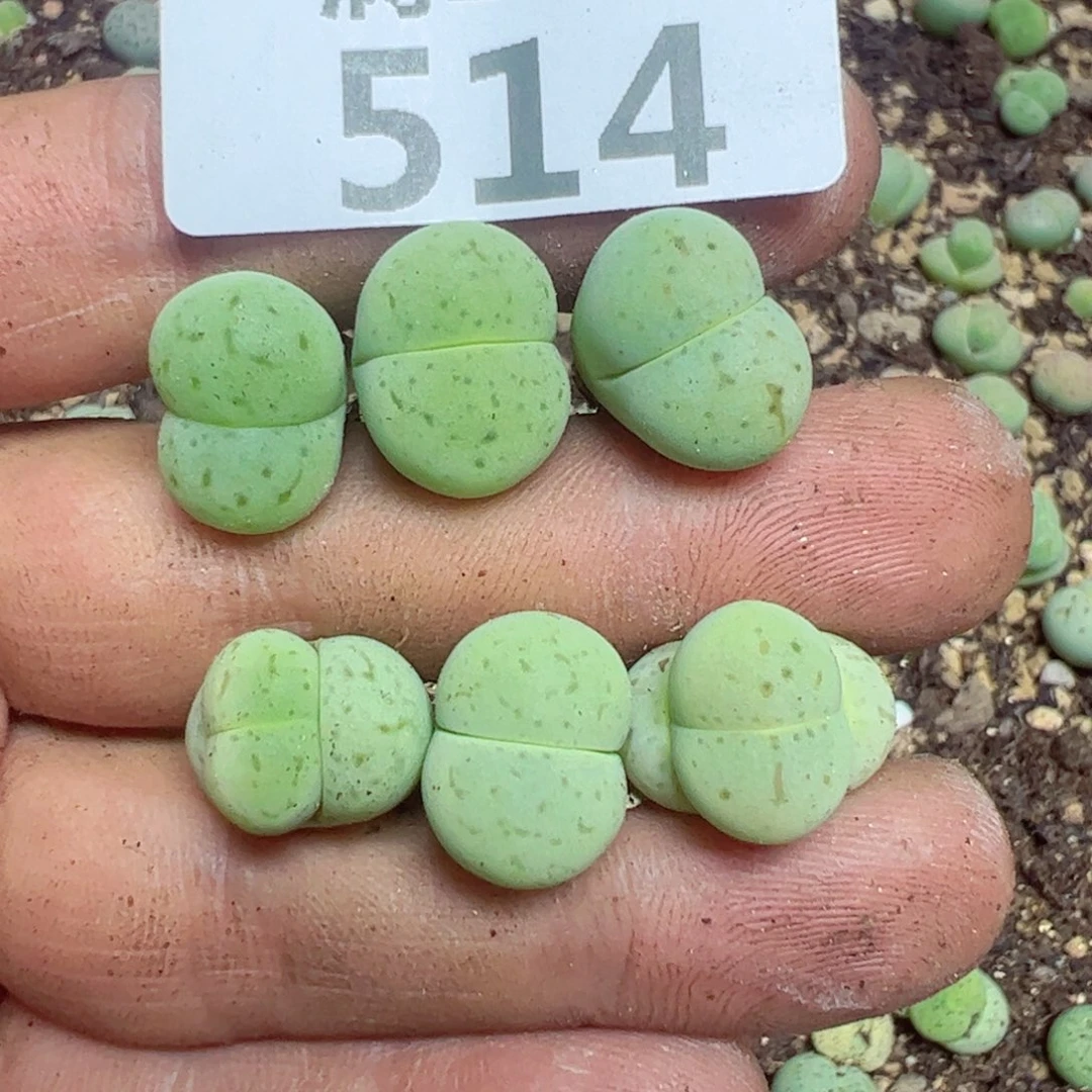 【闪购商品】 514。