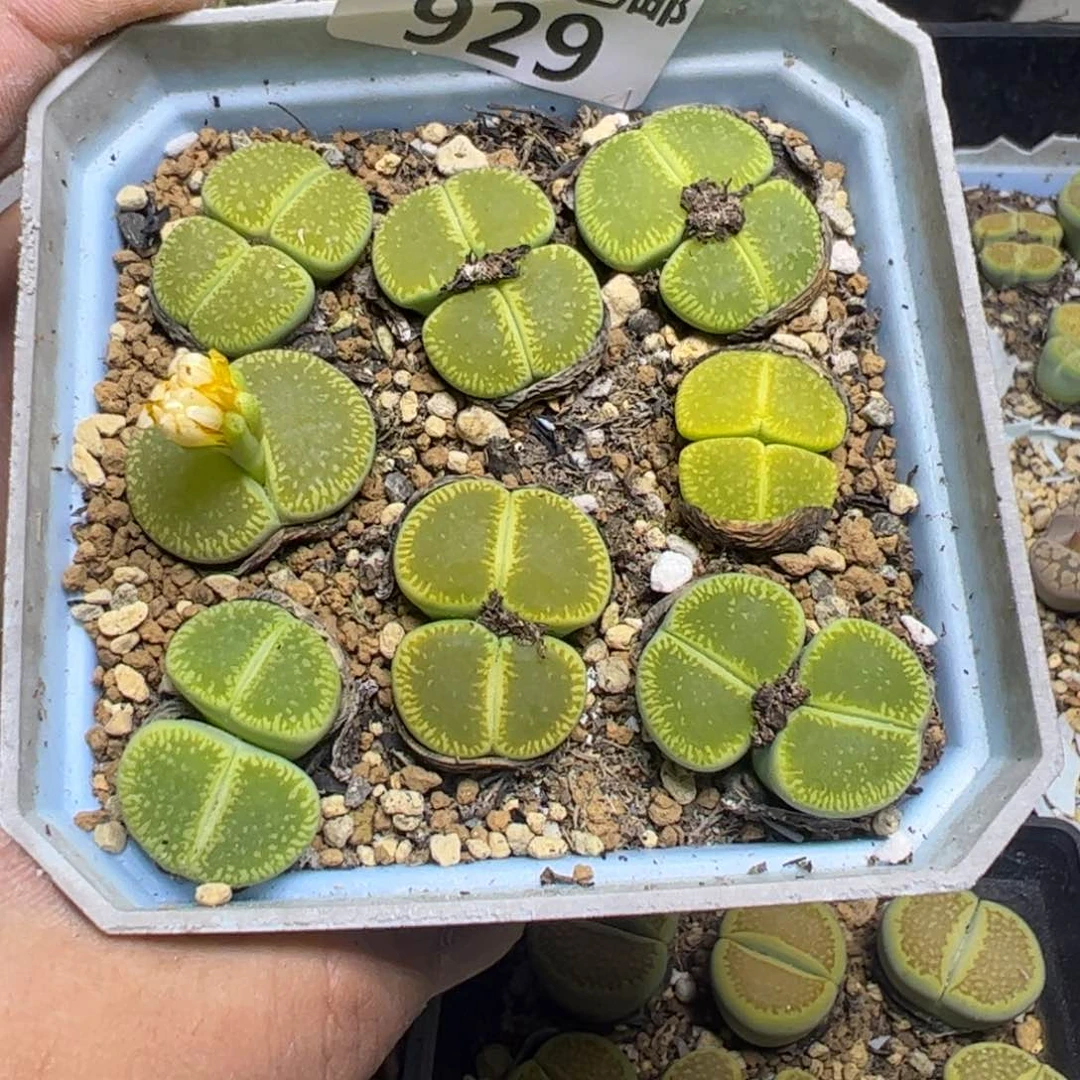 【闪购商品】 929。