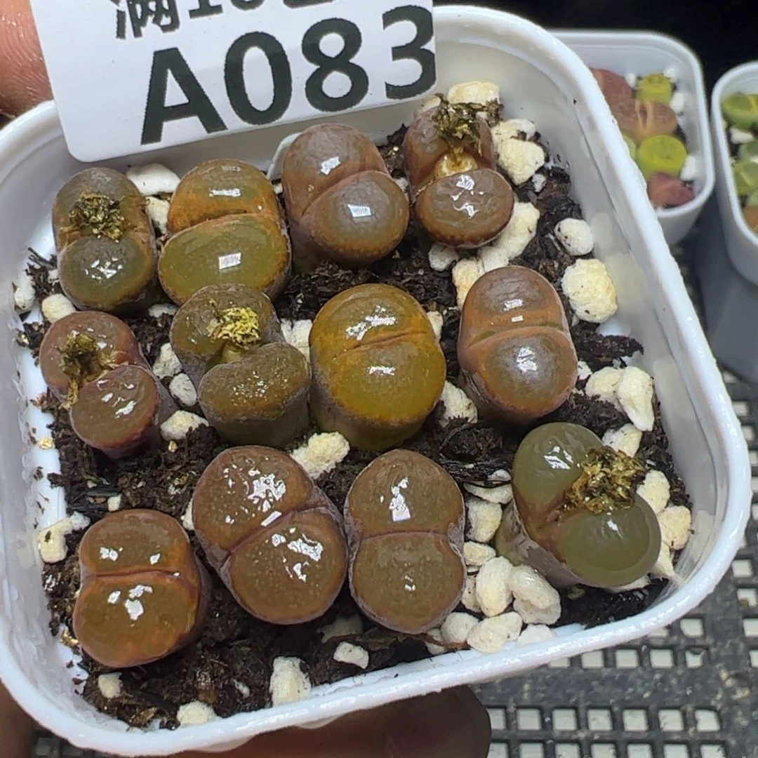 【闪购商品】 083。