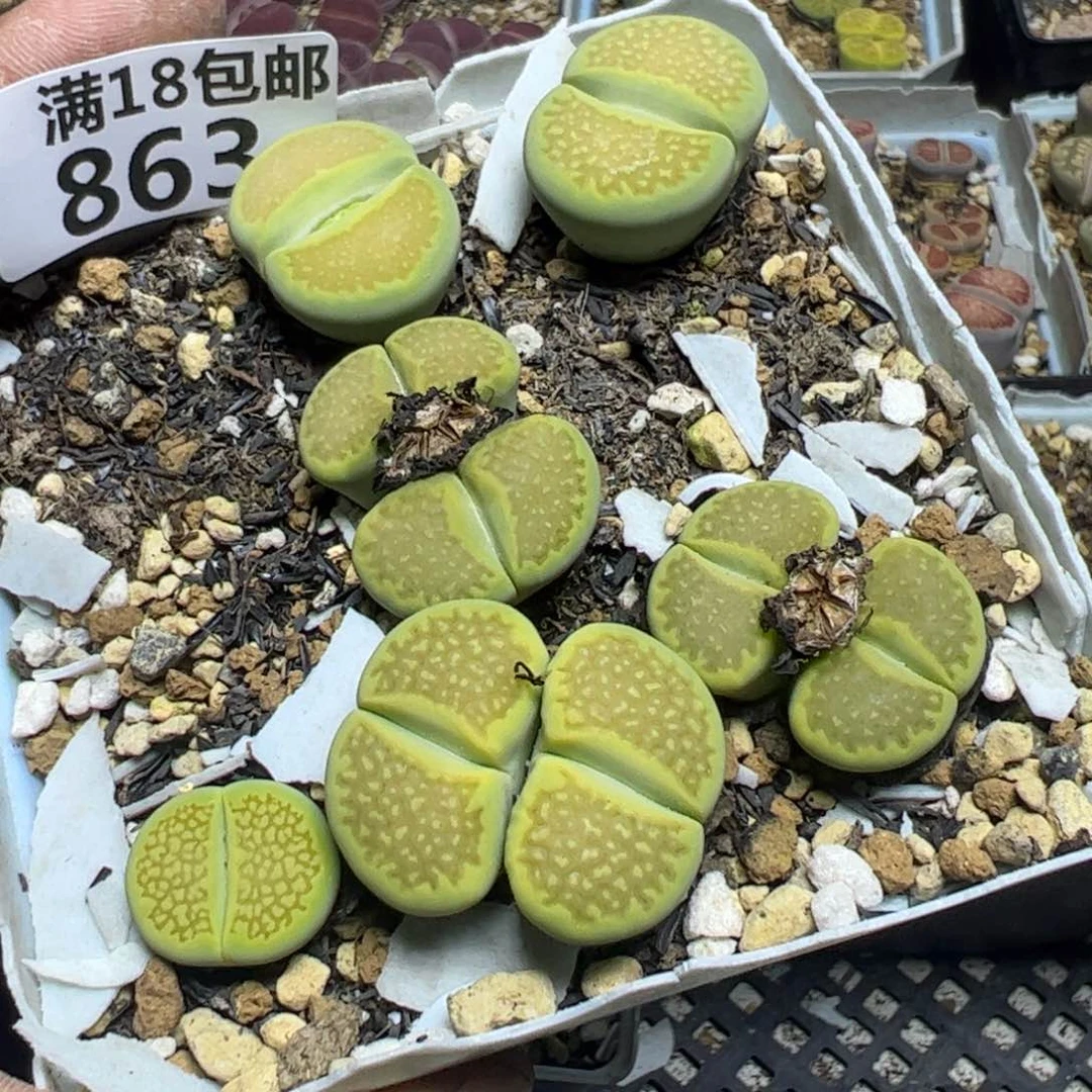 【闪购商品】 863。