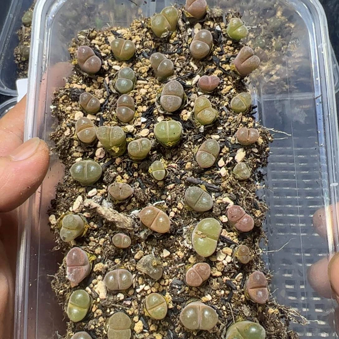 【闪购商品】 749。