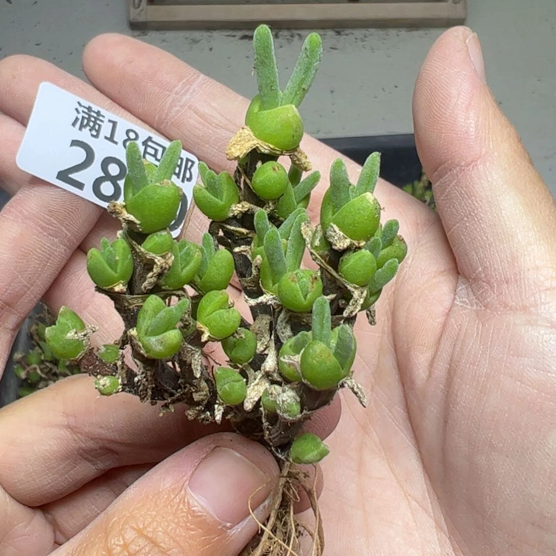 【闪购商品】2840。