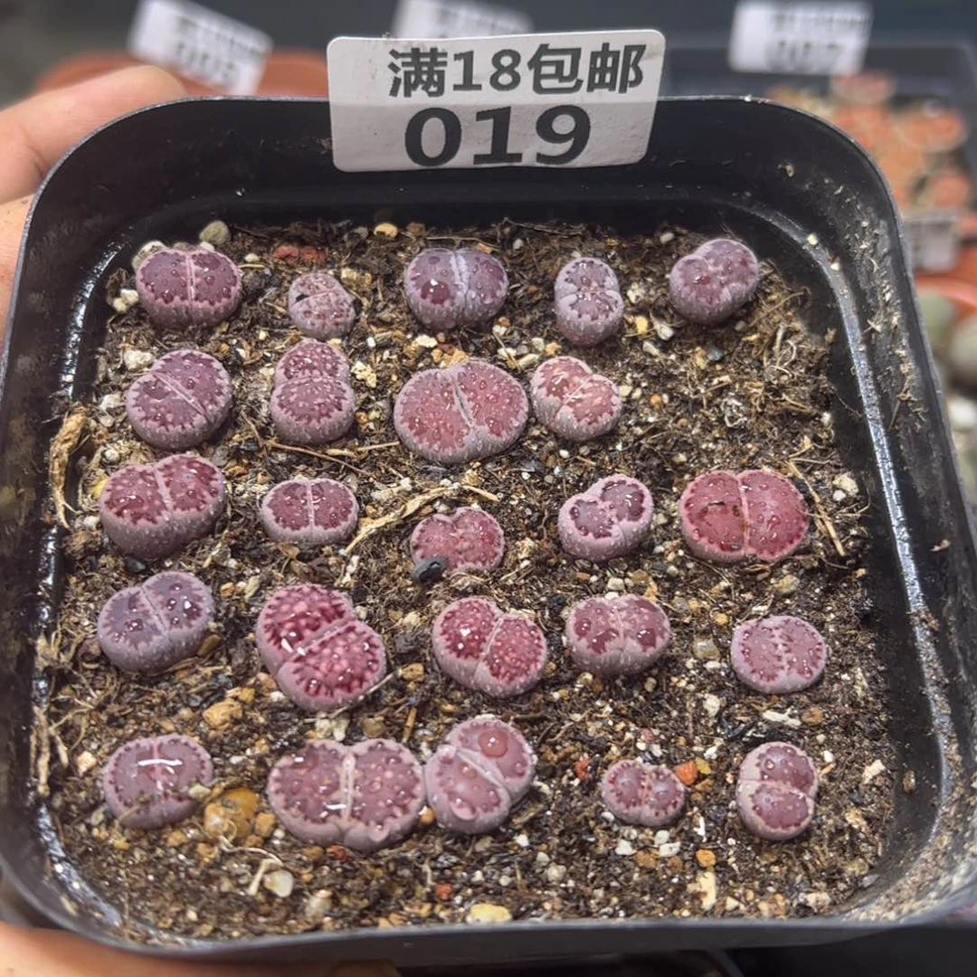 【闪购商品】 019。