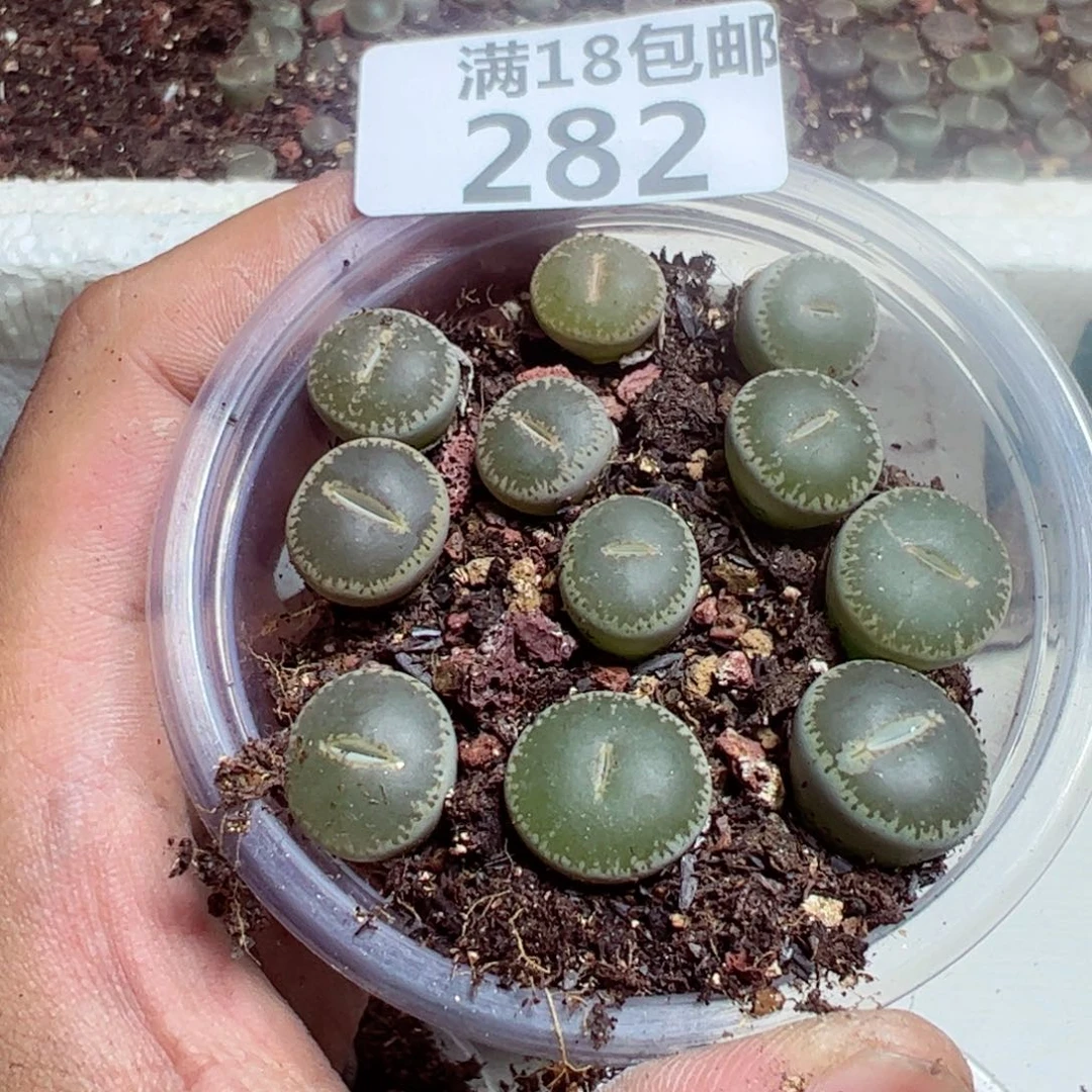 【闪购商品】 282。