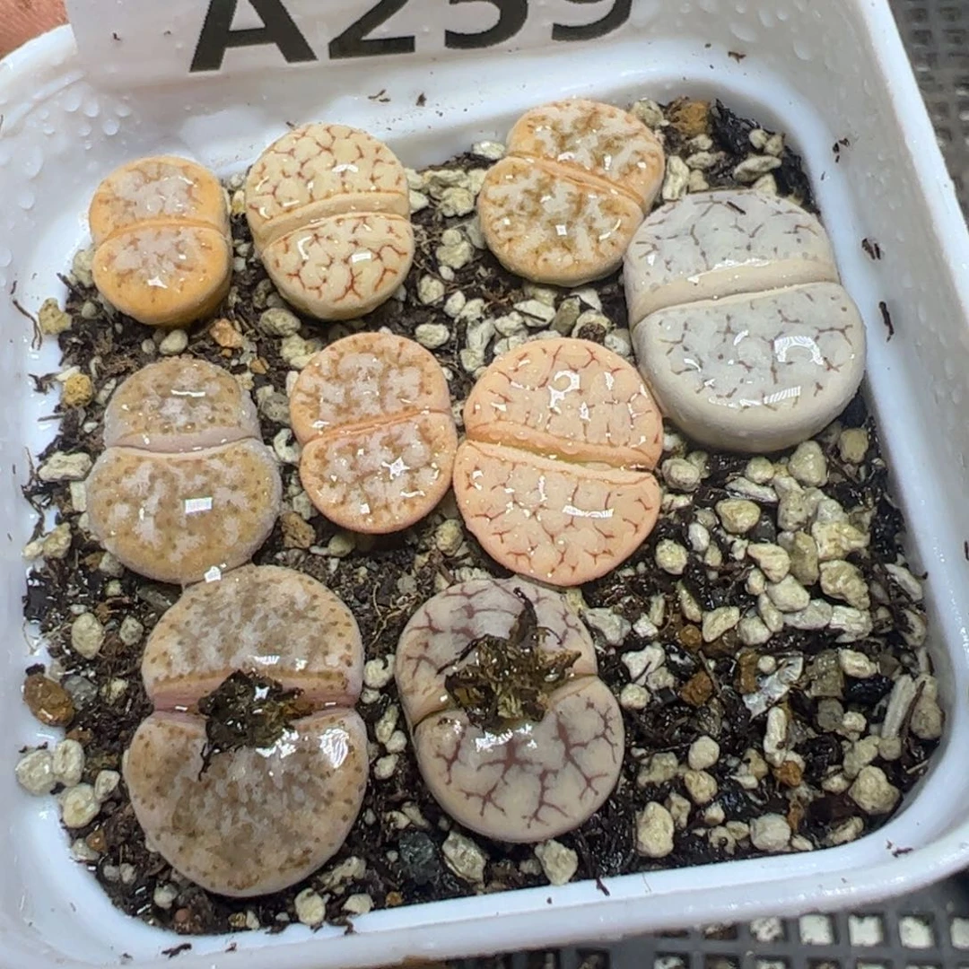 【闪购商品】259。
