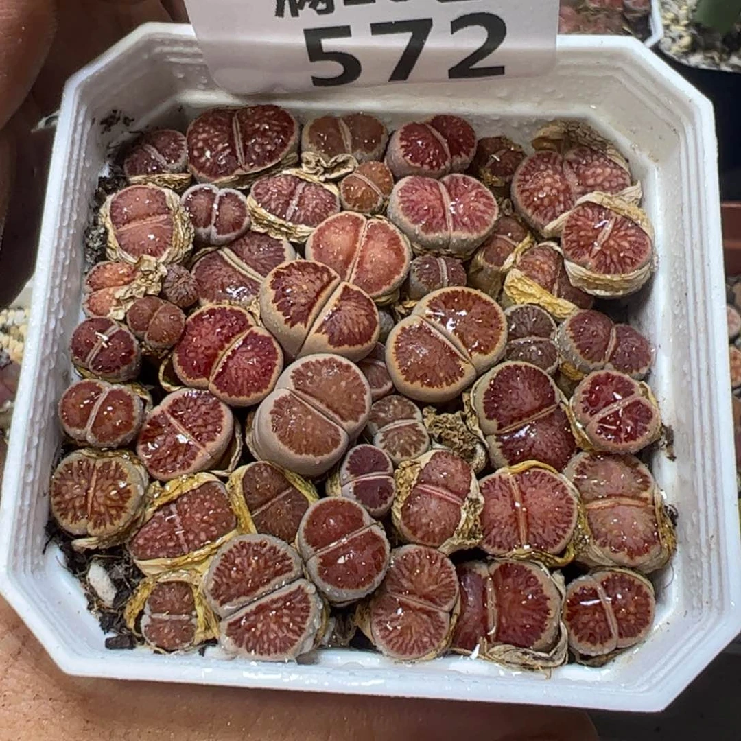 【闪购商品】 572。