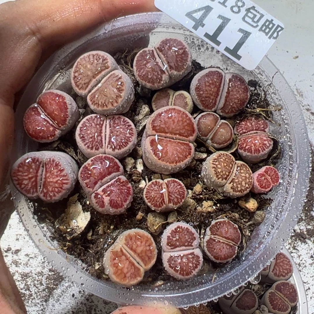 【闪购商品】 411。