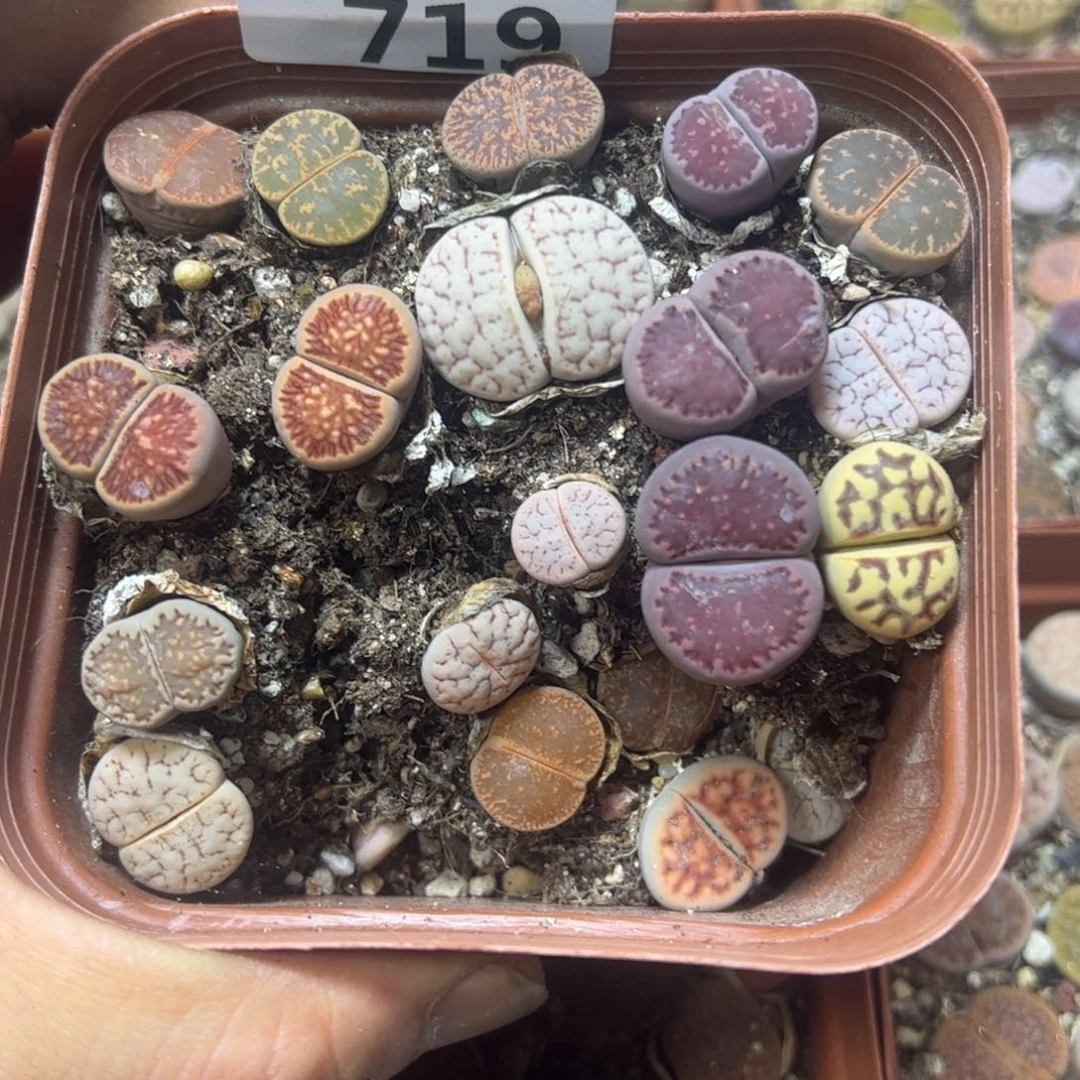 【闪购商品】 719。